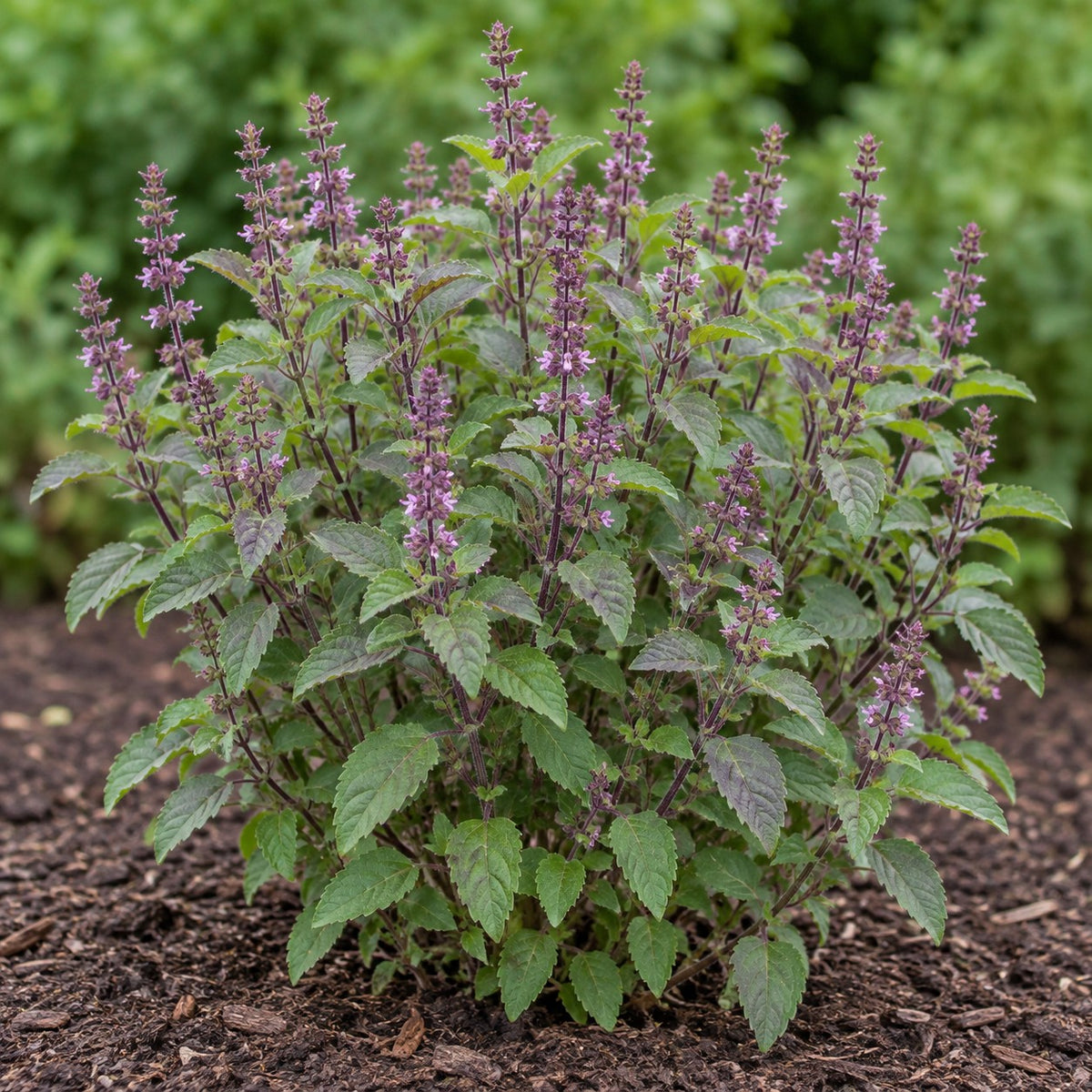 Holy Basil (Ocimum tenuiflorum) herb plant growing in a garden bed