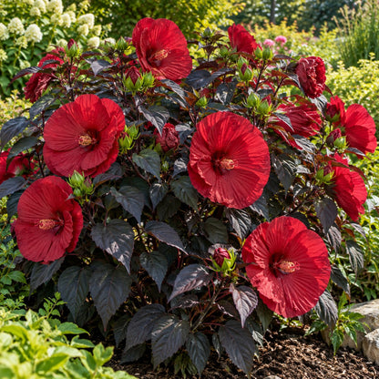Holy Grail Hardy Hibiscus