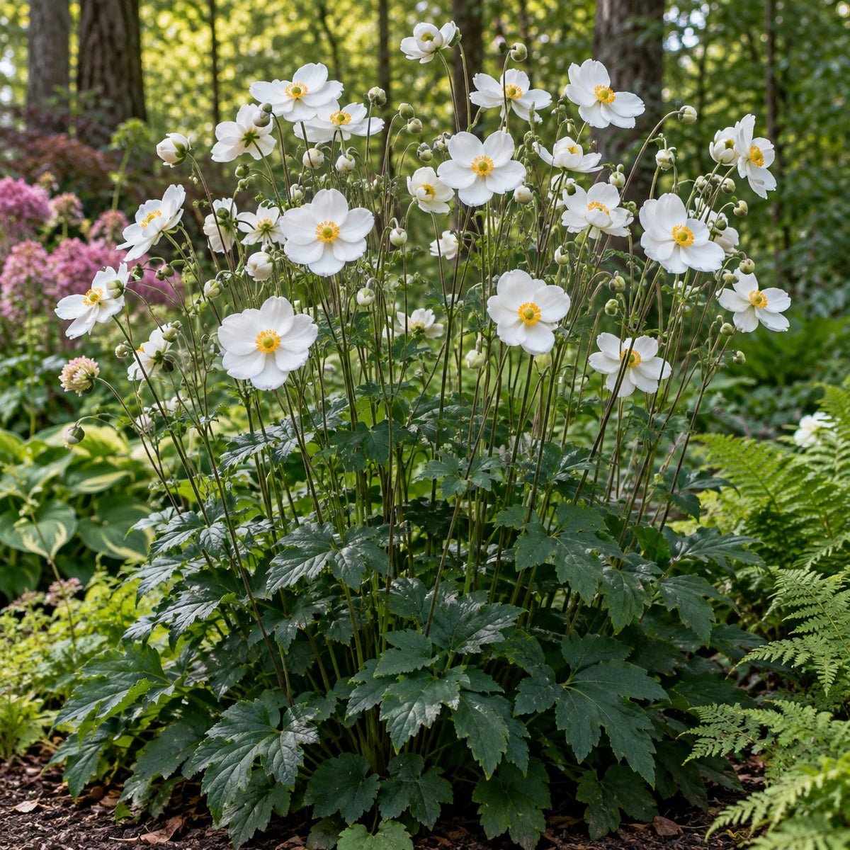 Honorine Jobert Japanese Anemone