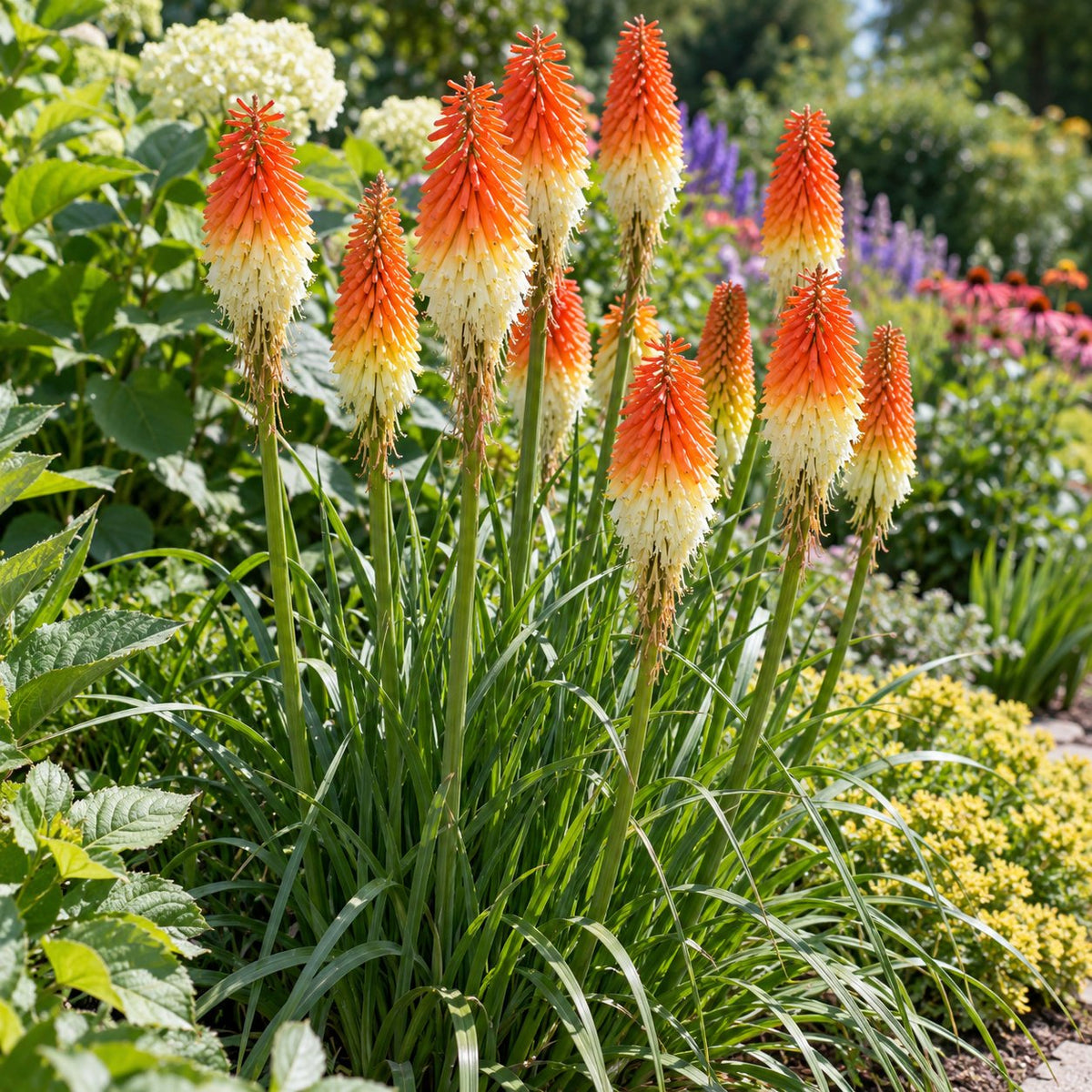 Hot and Cold Red Hot Poker