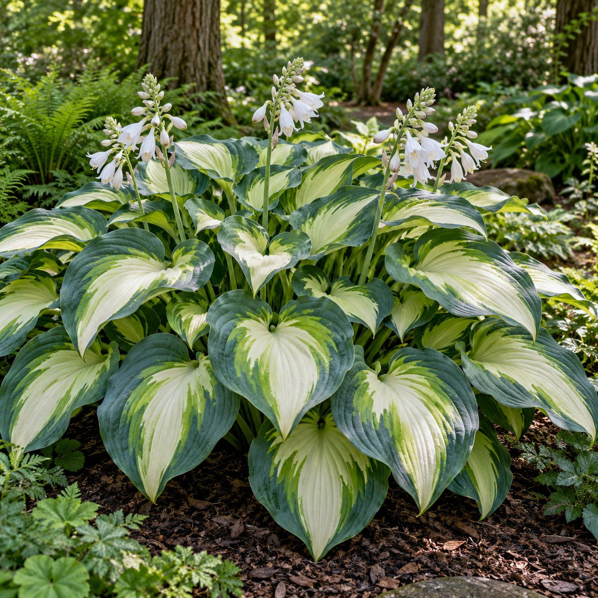 Hudson Bay Hosta