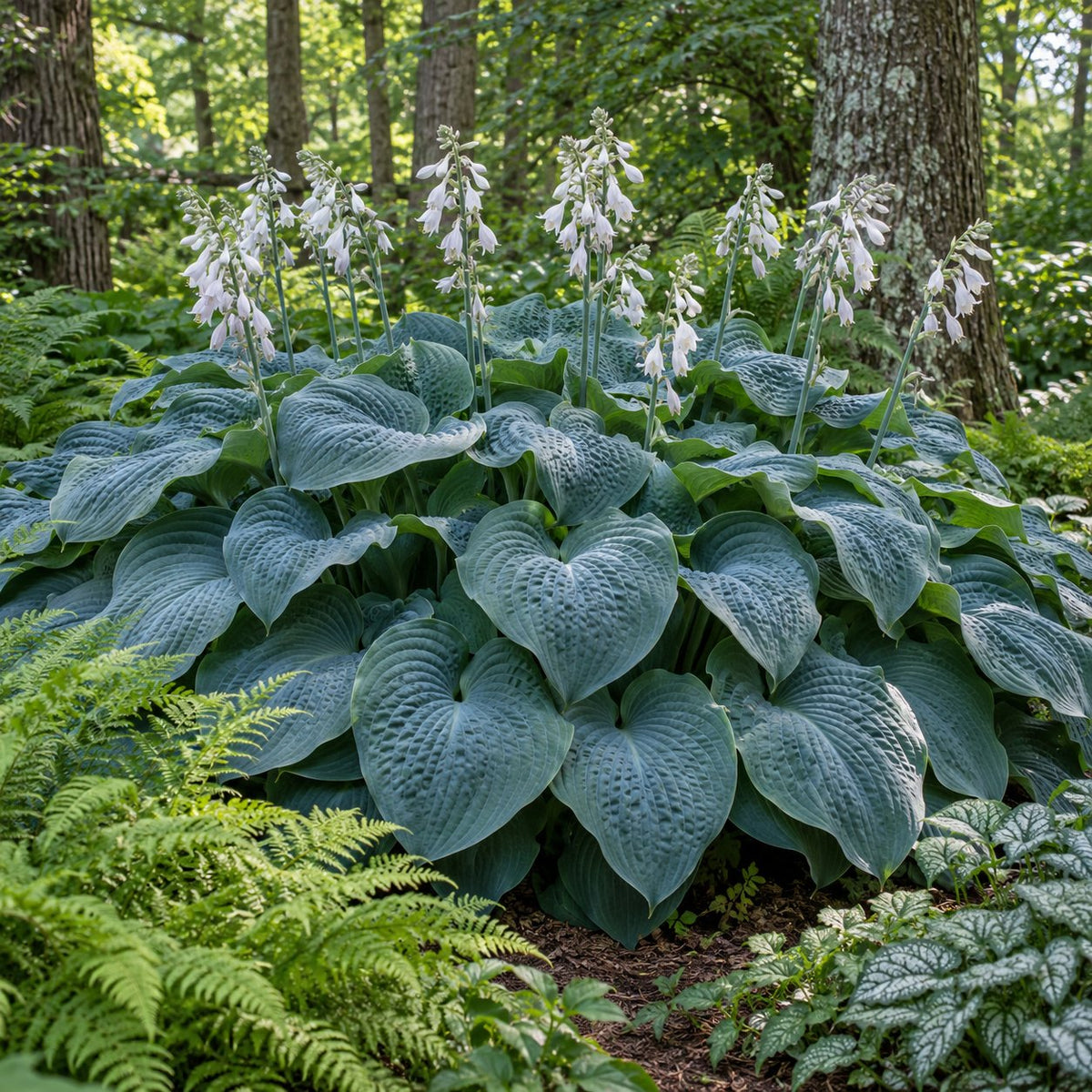 Humpback Whale Hosta