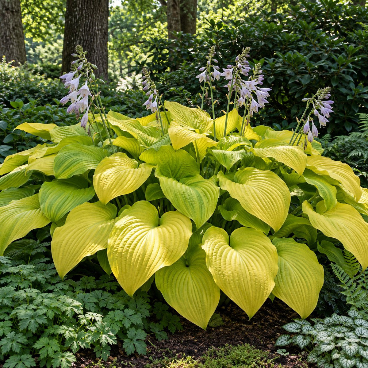 Humungosaurus Hosta