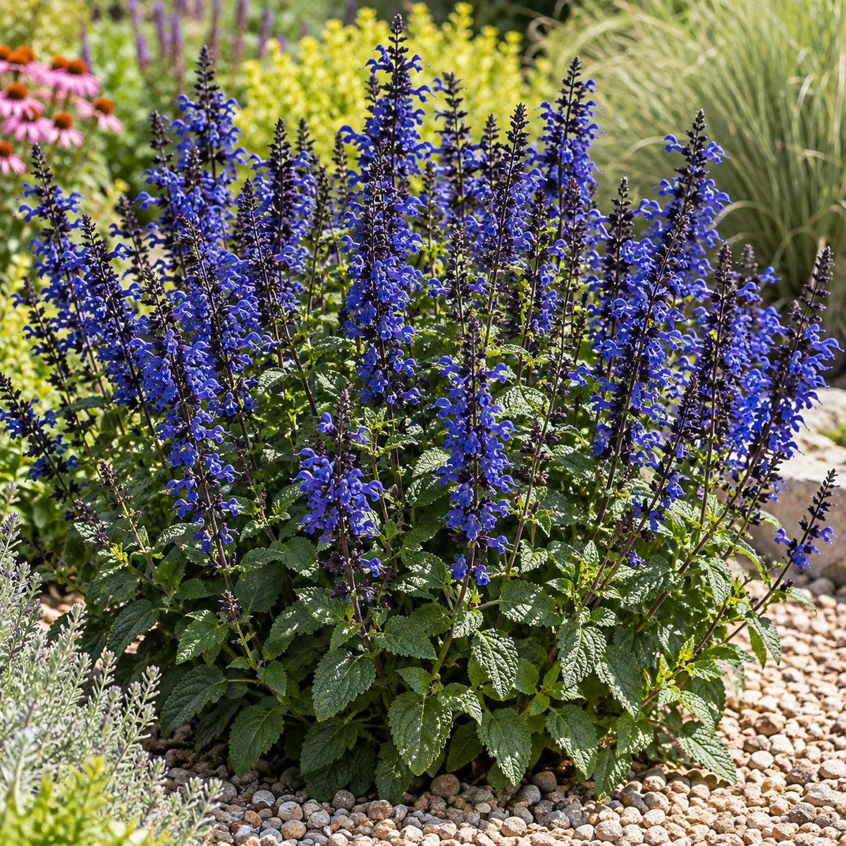 Indiglo Girl Salvia