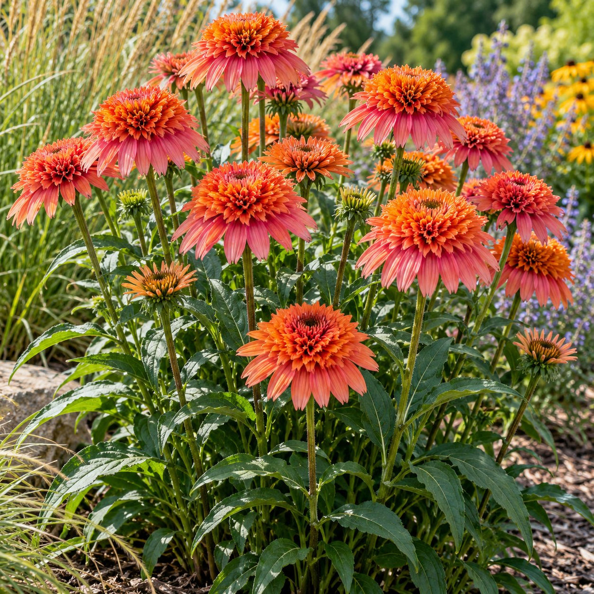 Jamberry Coneflower