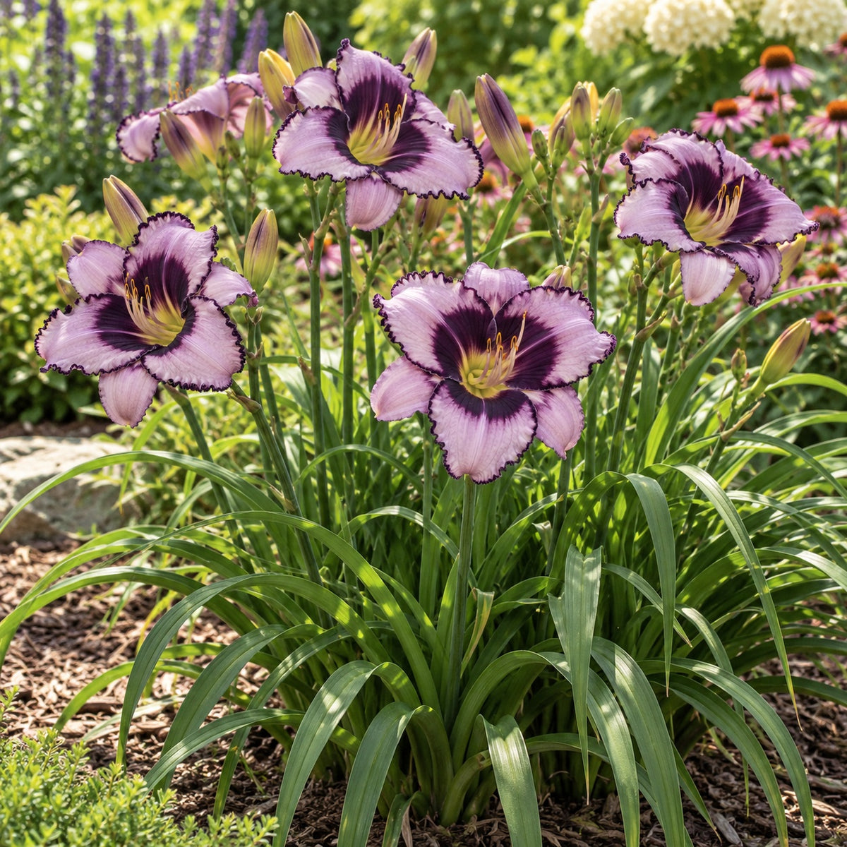Jane Trimmer Daylily growing in a garden