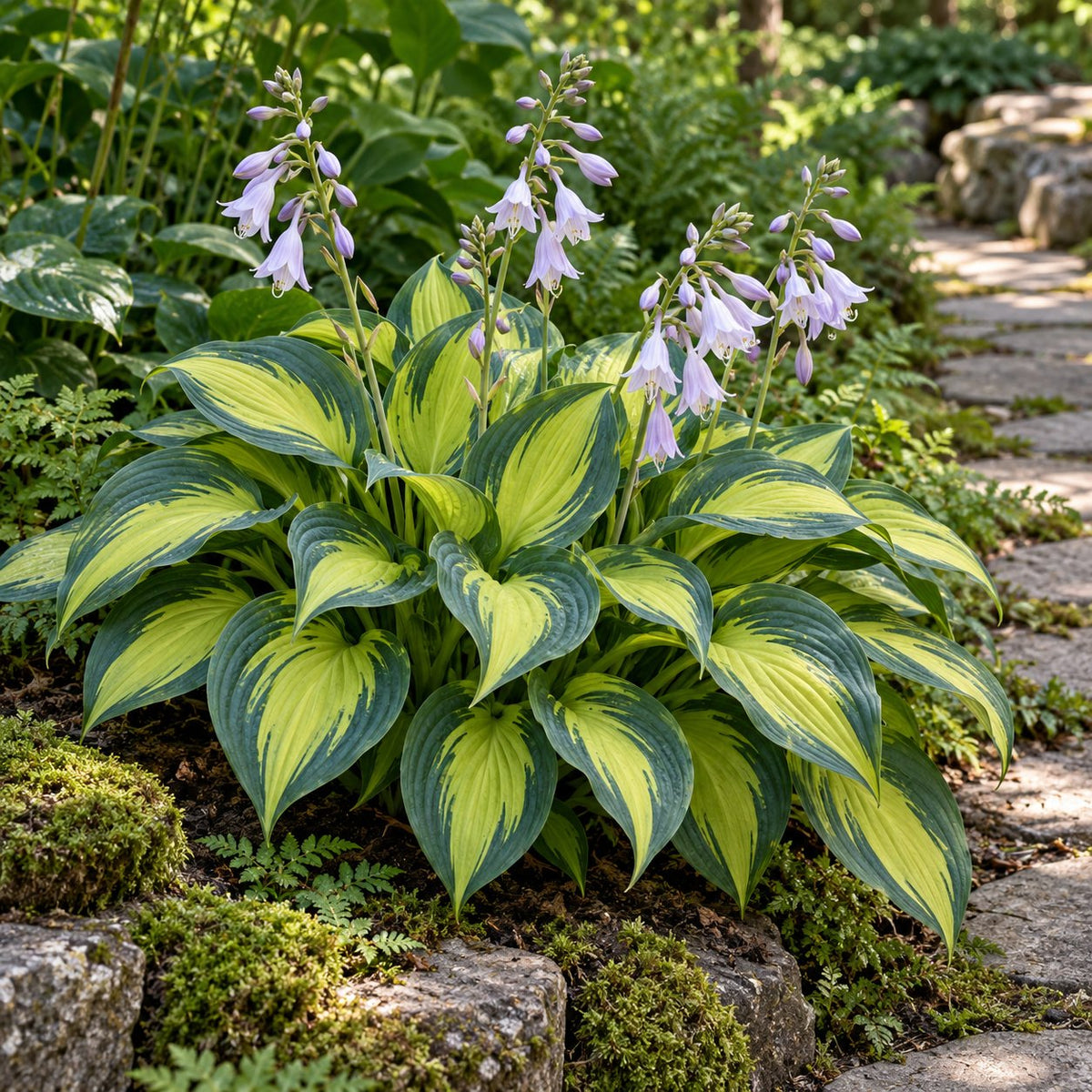 June Hosta