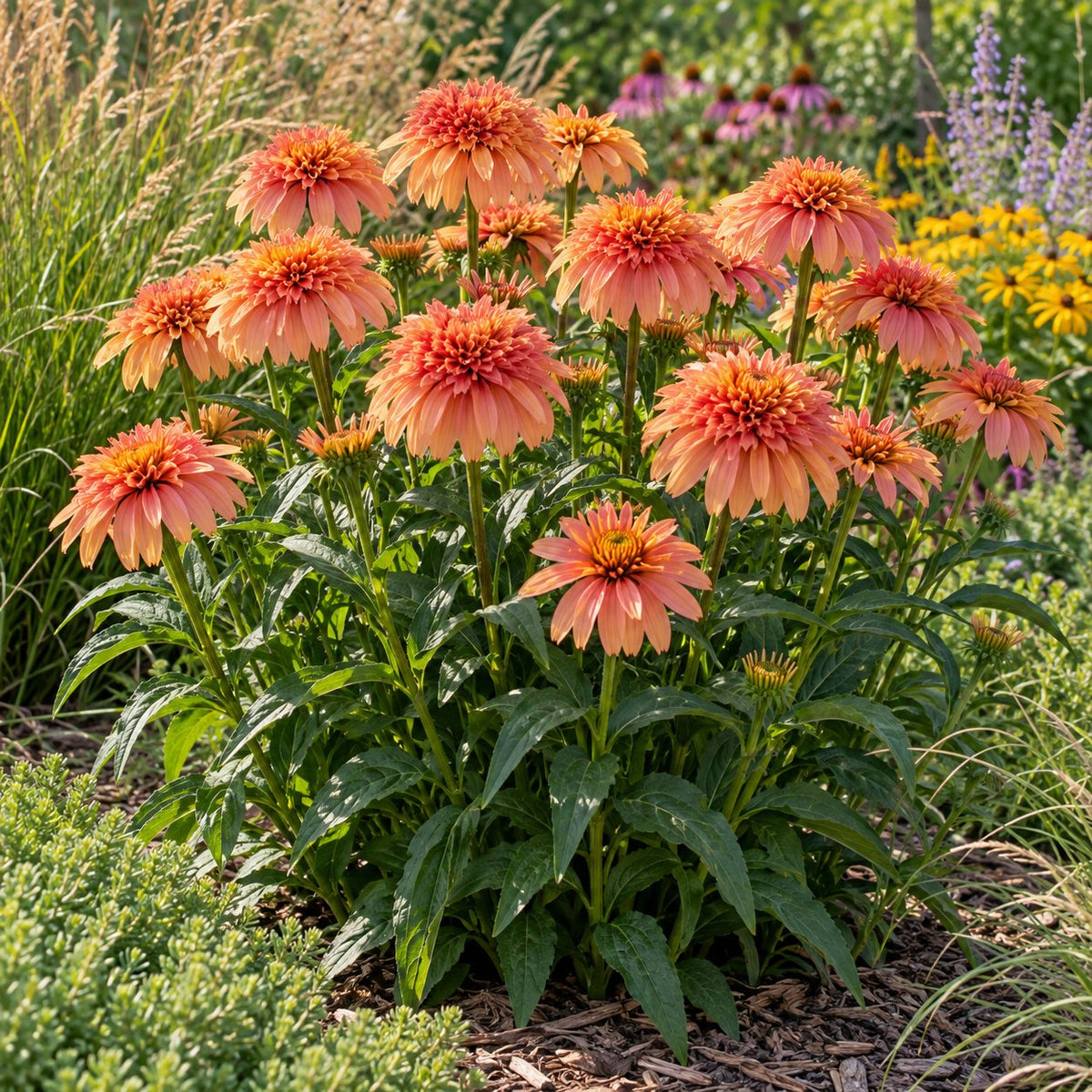 Just Peachy Coneflower