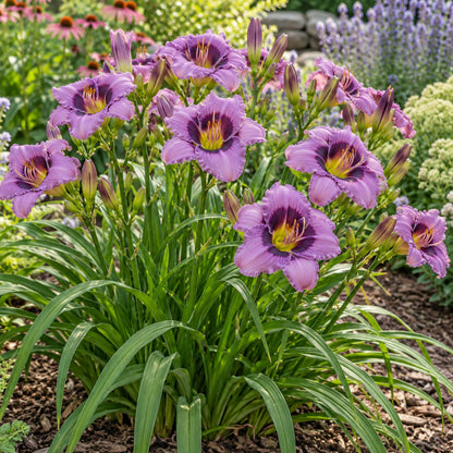Kansas Kitten Daylily growing in a garden