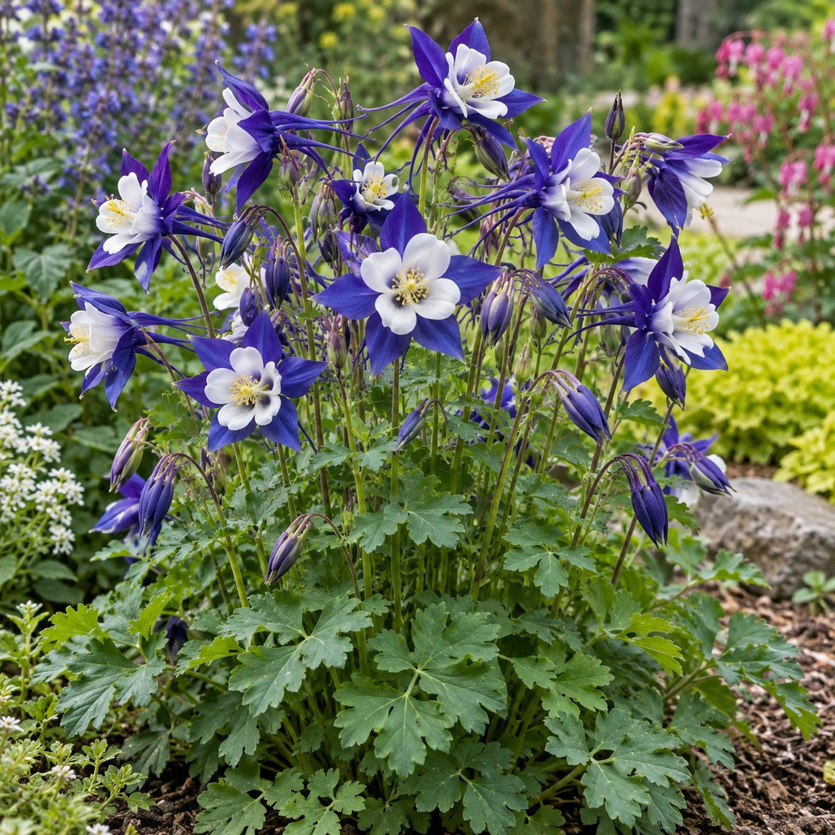 Kirigami™ Deep Blue & White Columbine