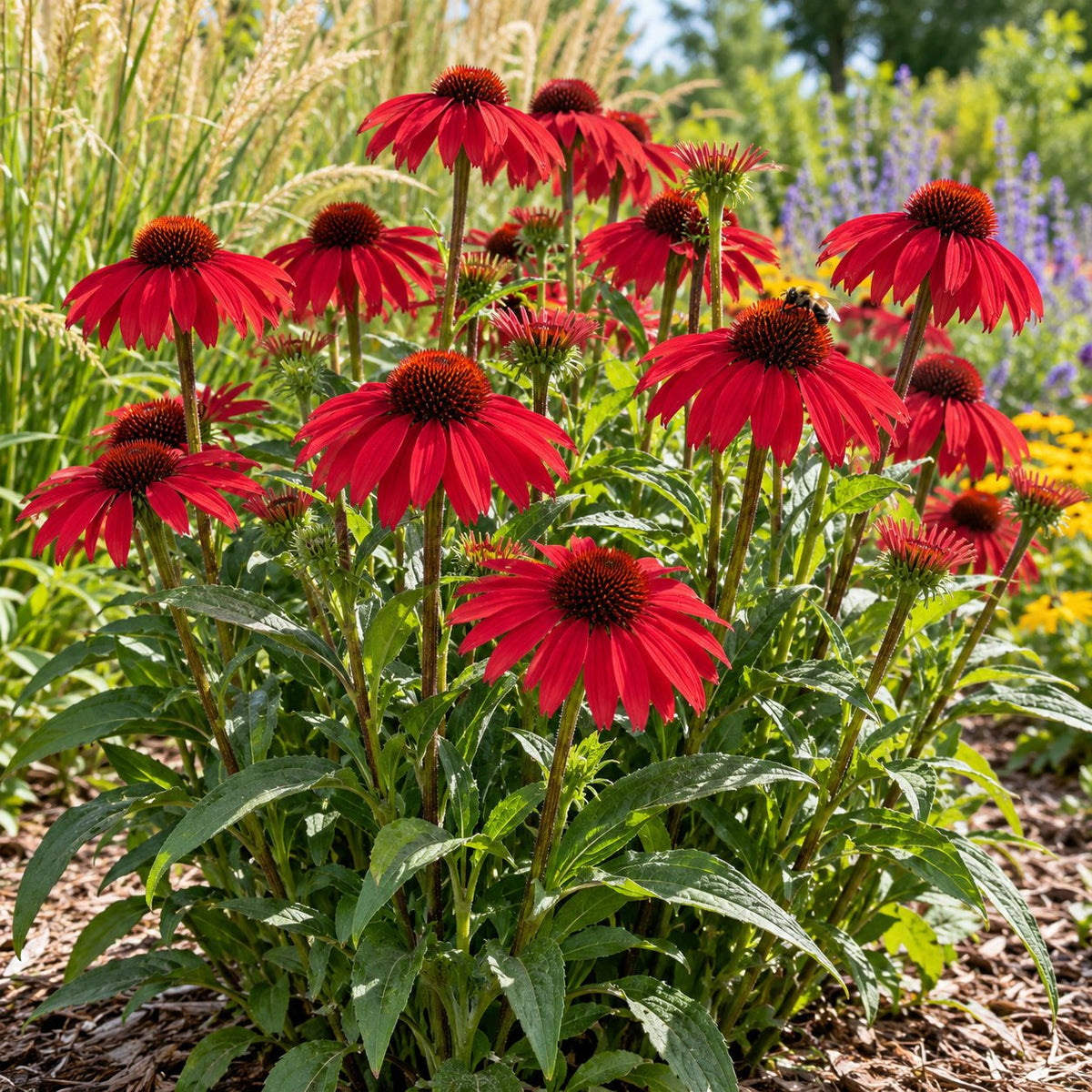 Knock 'em Red Coneflower
