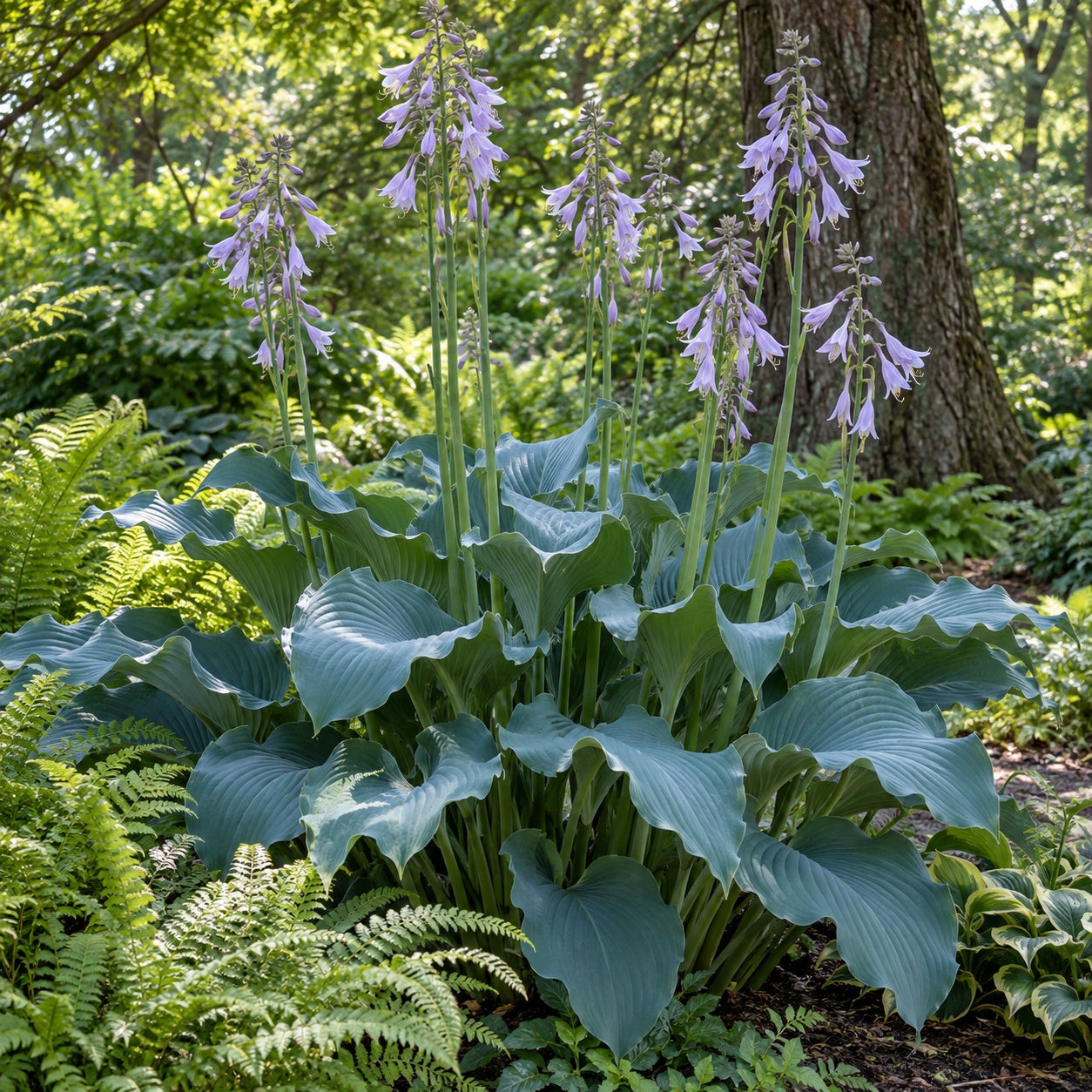 Krossa Regal Hosta growing in a garden