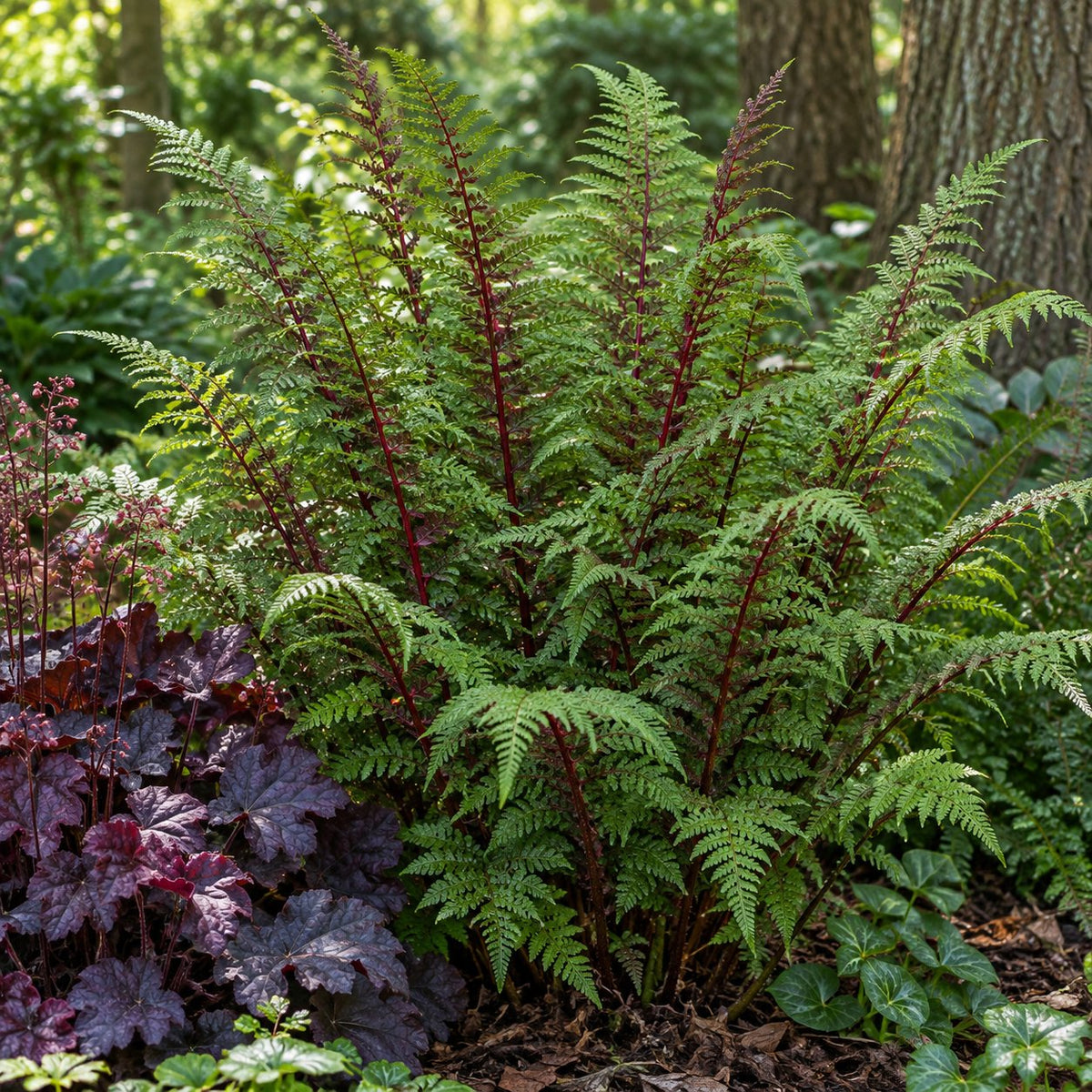 Lady in Red Lady Fern