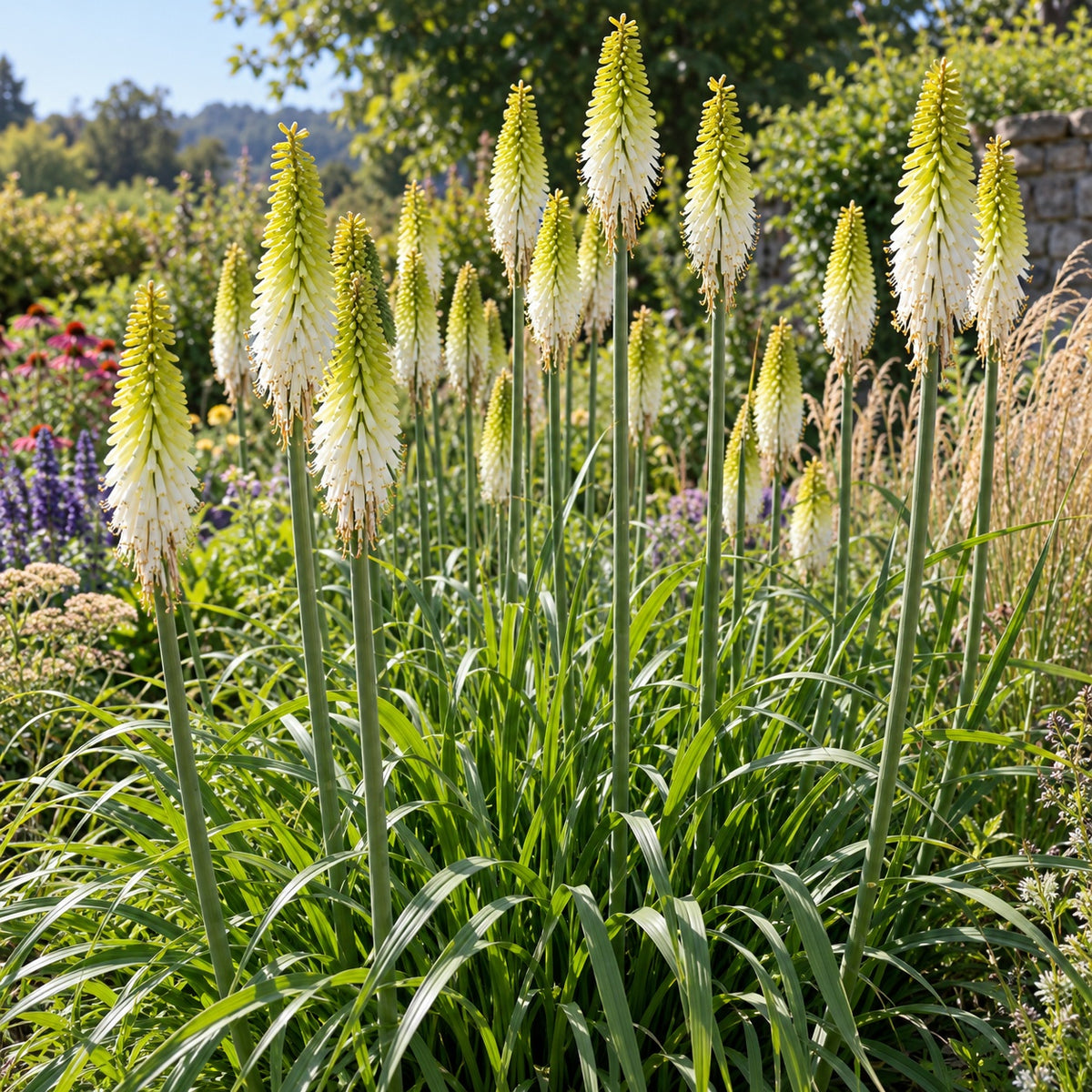 Lady Luck Red Hot Poker growing in a garden