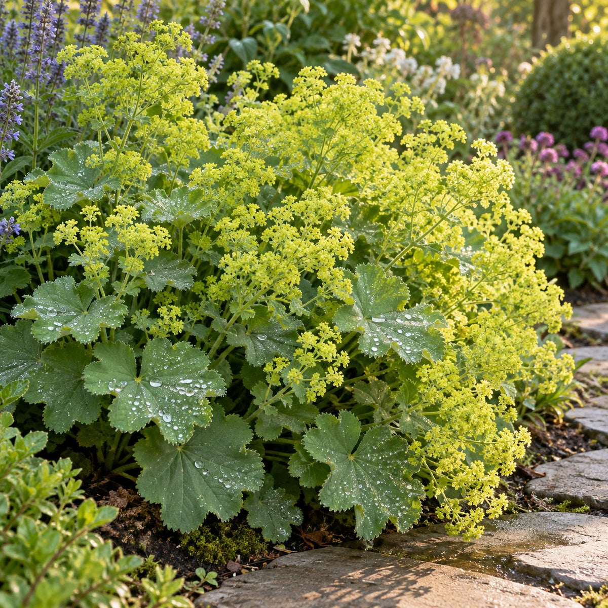 Lady's Mantle