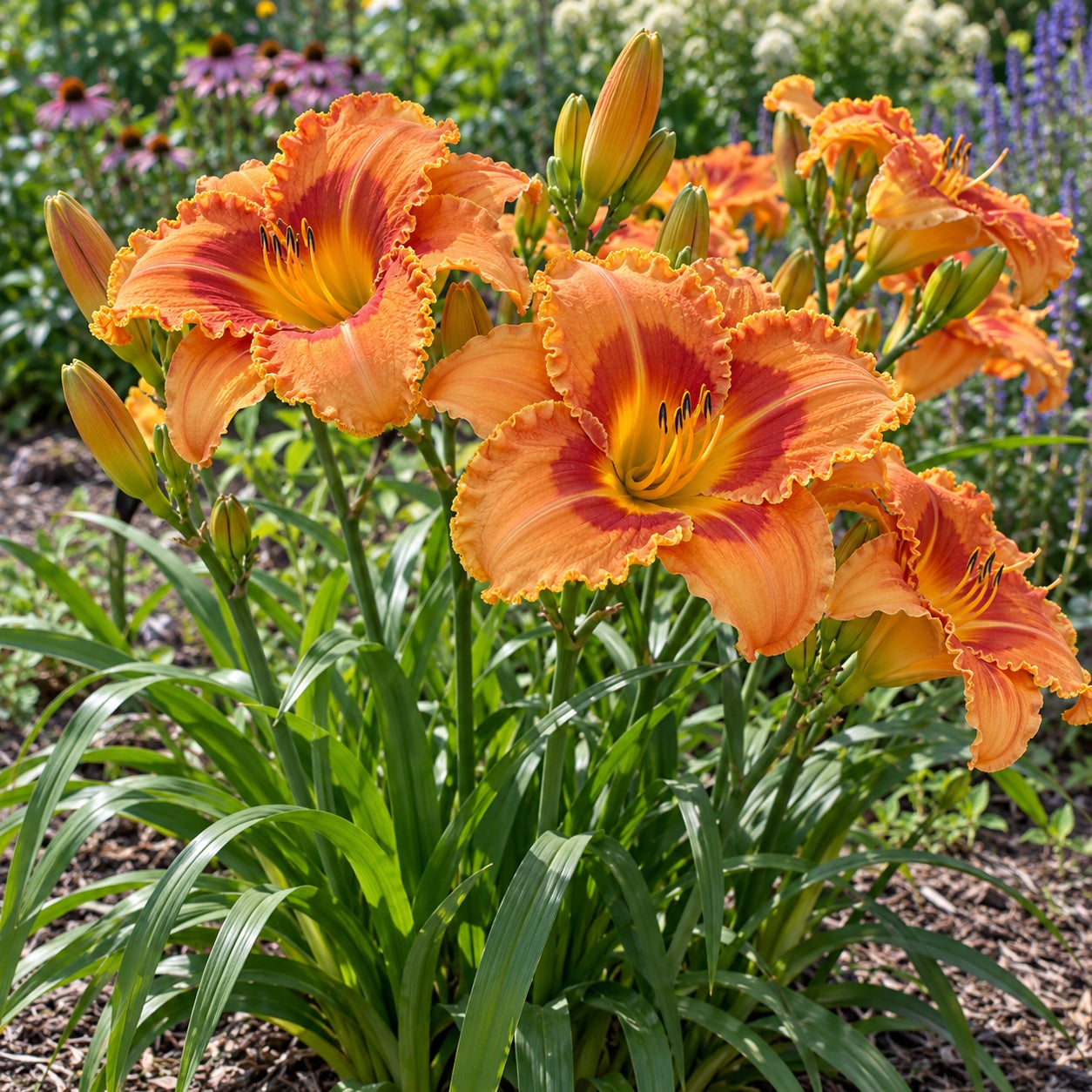 Lake of Fire Daylily growing in a garden