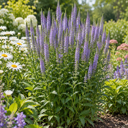 Lavender Lightsaber Spike Speedwell