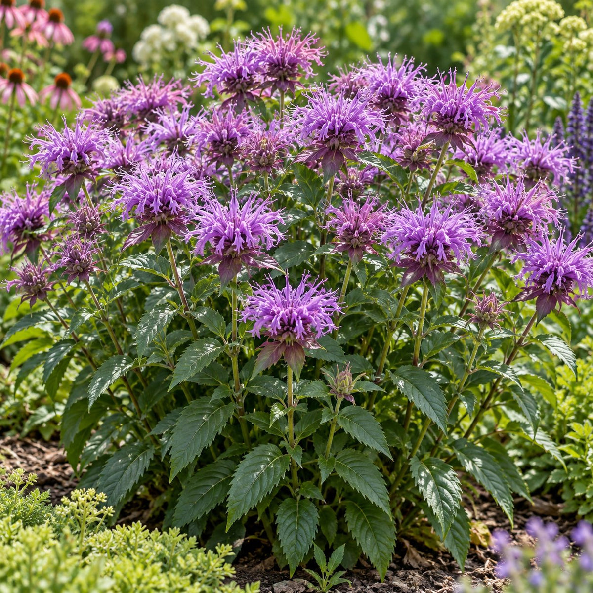 Lavender Taffeta Bee Balm