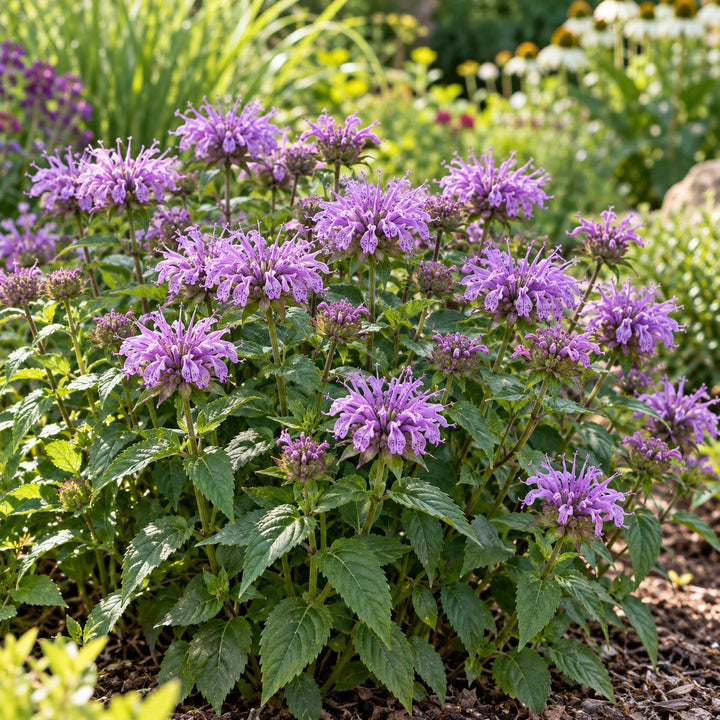 Leading Lady Amethyst bee balm (Monarda) with lilac-purple flowers in a garden bed