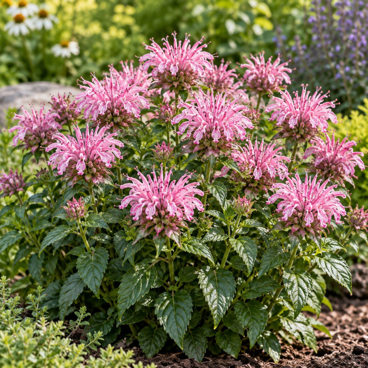 Leading Lady Orchid Bee Balm