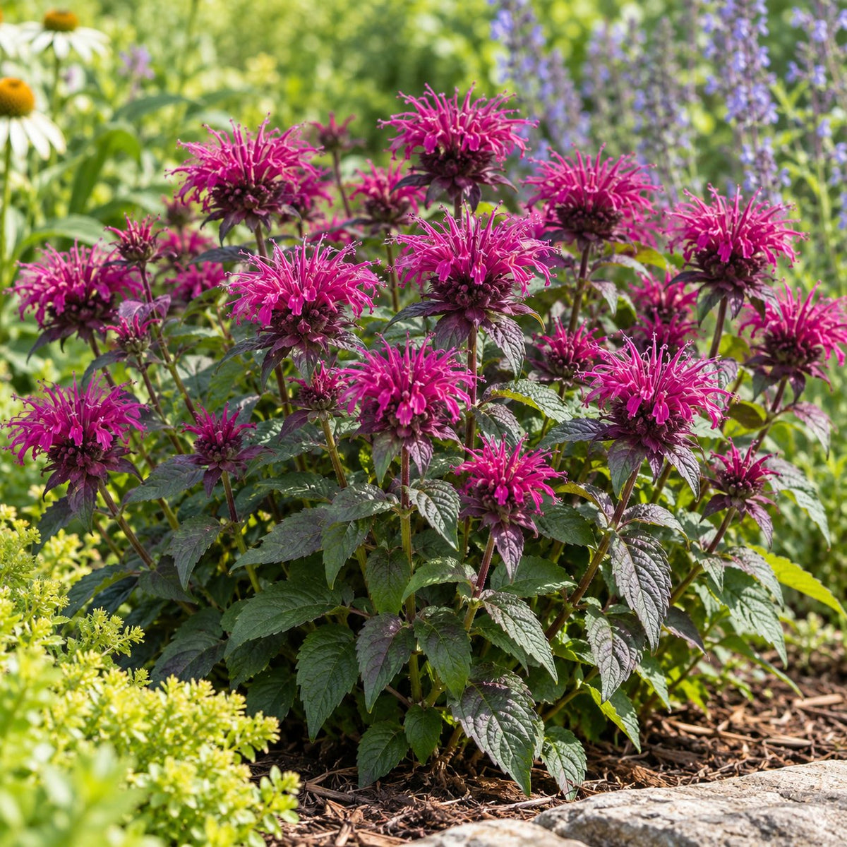 Leading Lady Razzberry Bee Balm