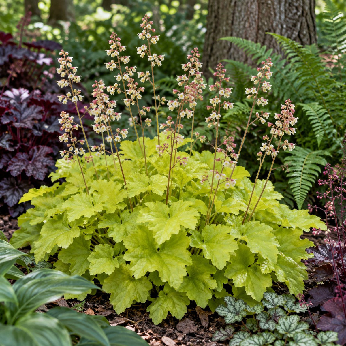 Lemon Love Coral Bells