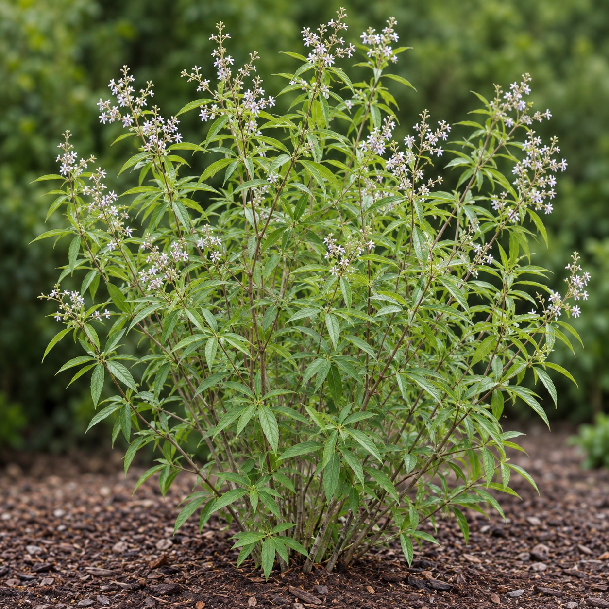Lemon Verbena (Aloysia citrodora) herb plant growing in a garden bed