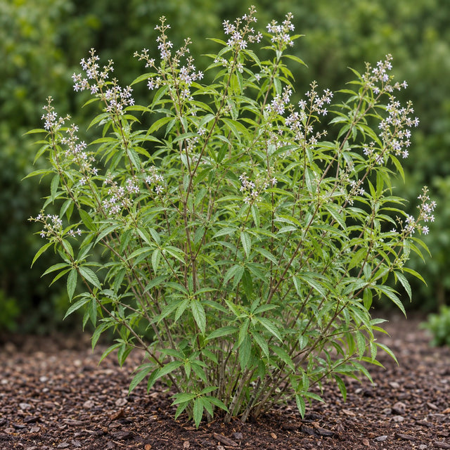 Lemon Verbena Plants & Plugs