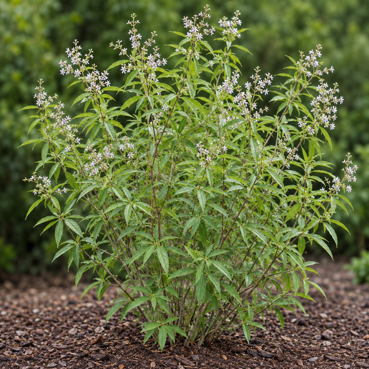 Lemon Verbena (Aloysia citrodora) herb plant growing in a garden bed