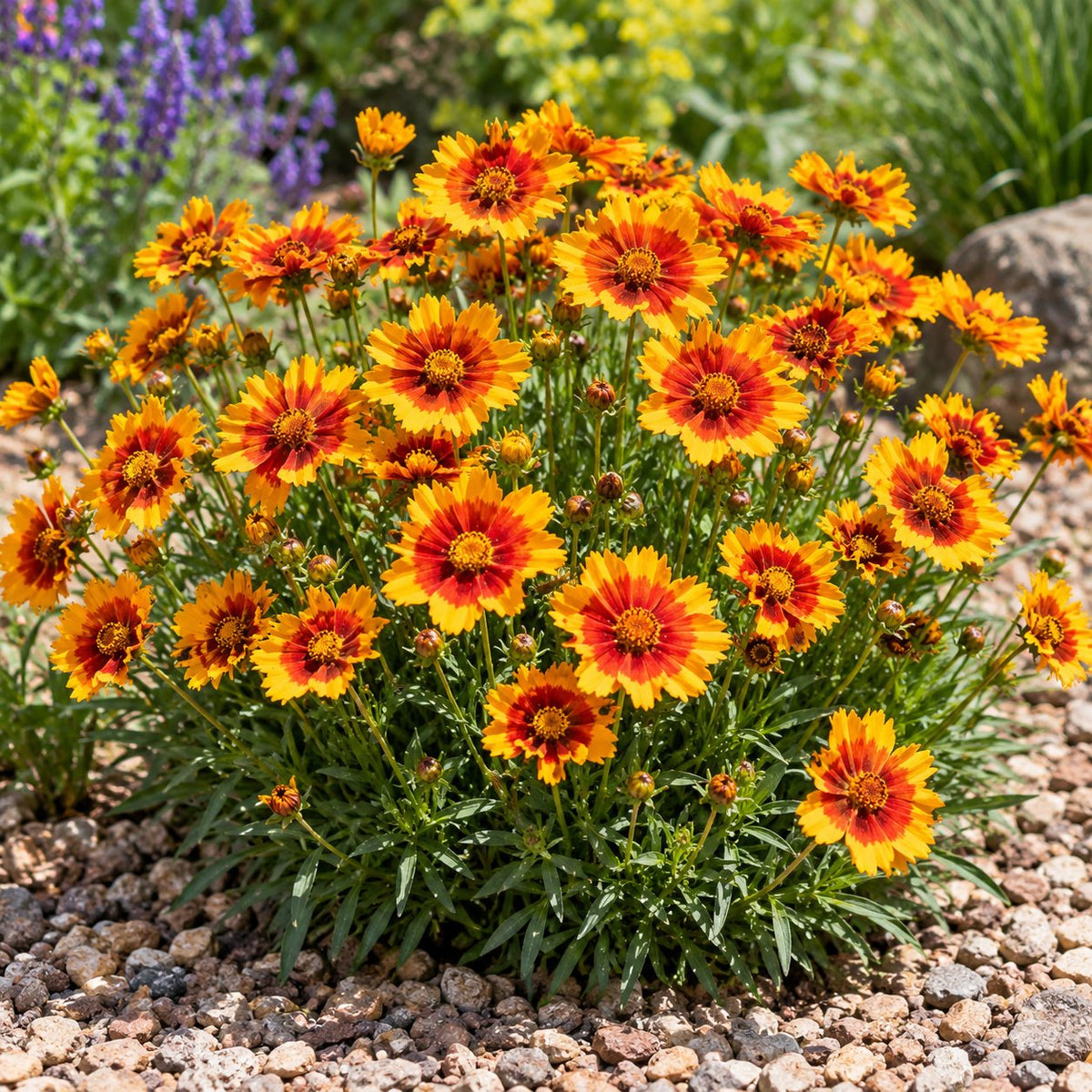 Li'l Bang™ Daybreak Coreopsis
