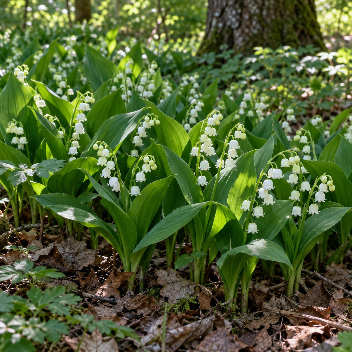 Lily of the Valley growing in a garden