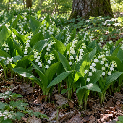 Lily of the Valley growing in a garden