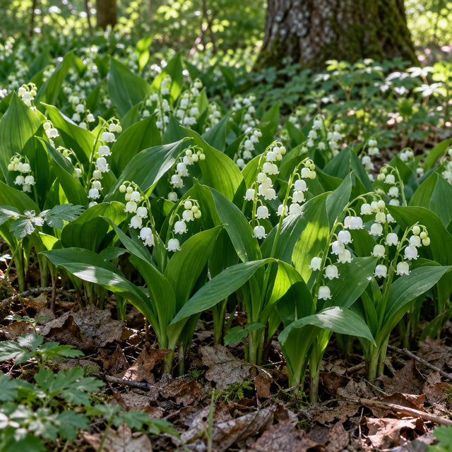 Lily of the Valley