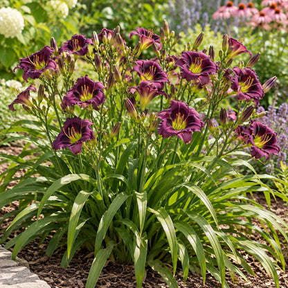Little Grapette Daylily growing in a garden