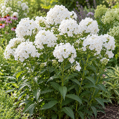 Luminary® Backlight Garden Phlox