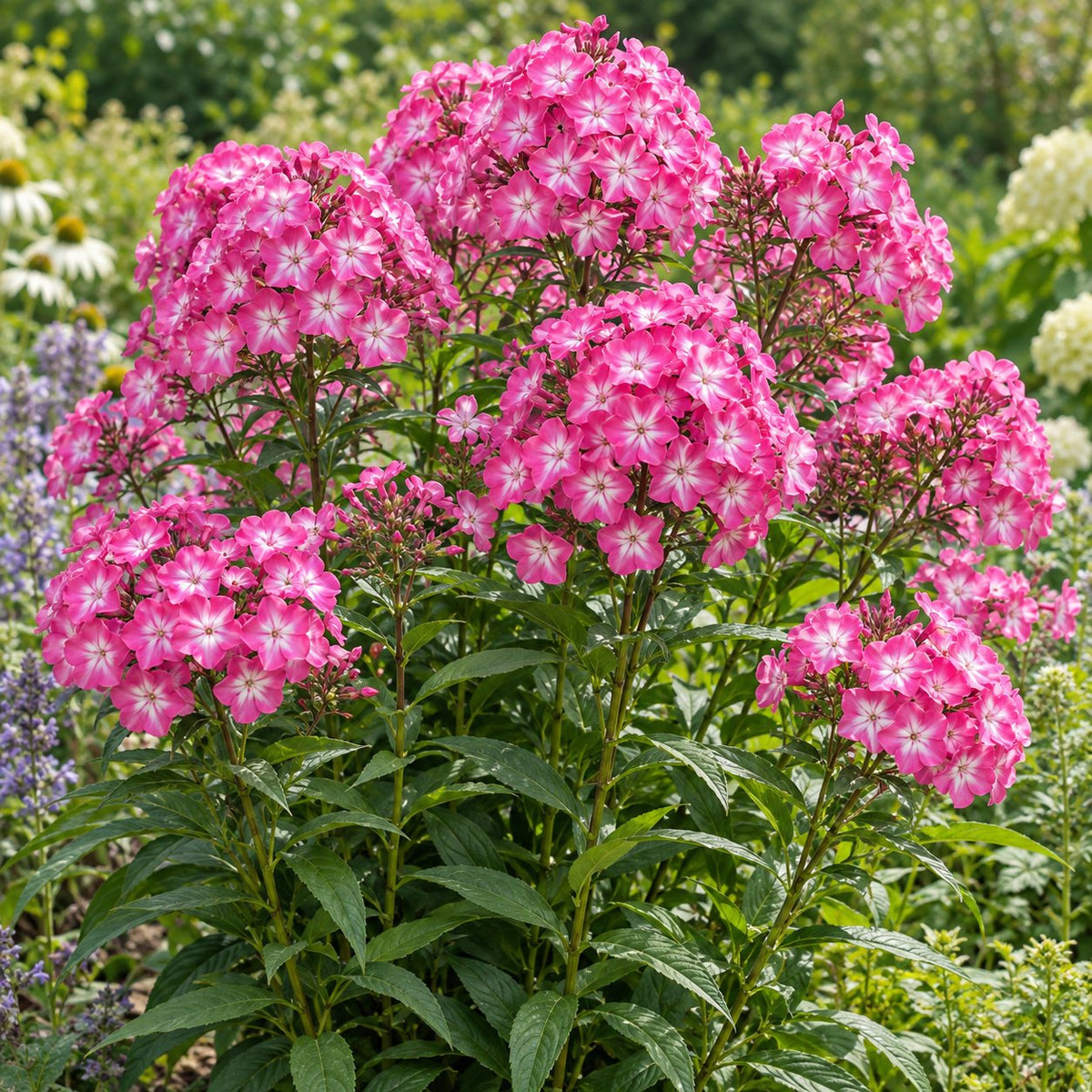 Luminary® Pink Lightning Garden Phlox
