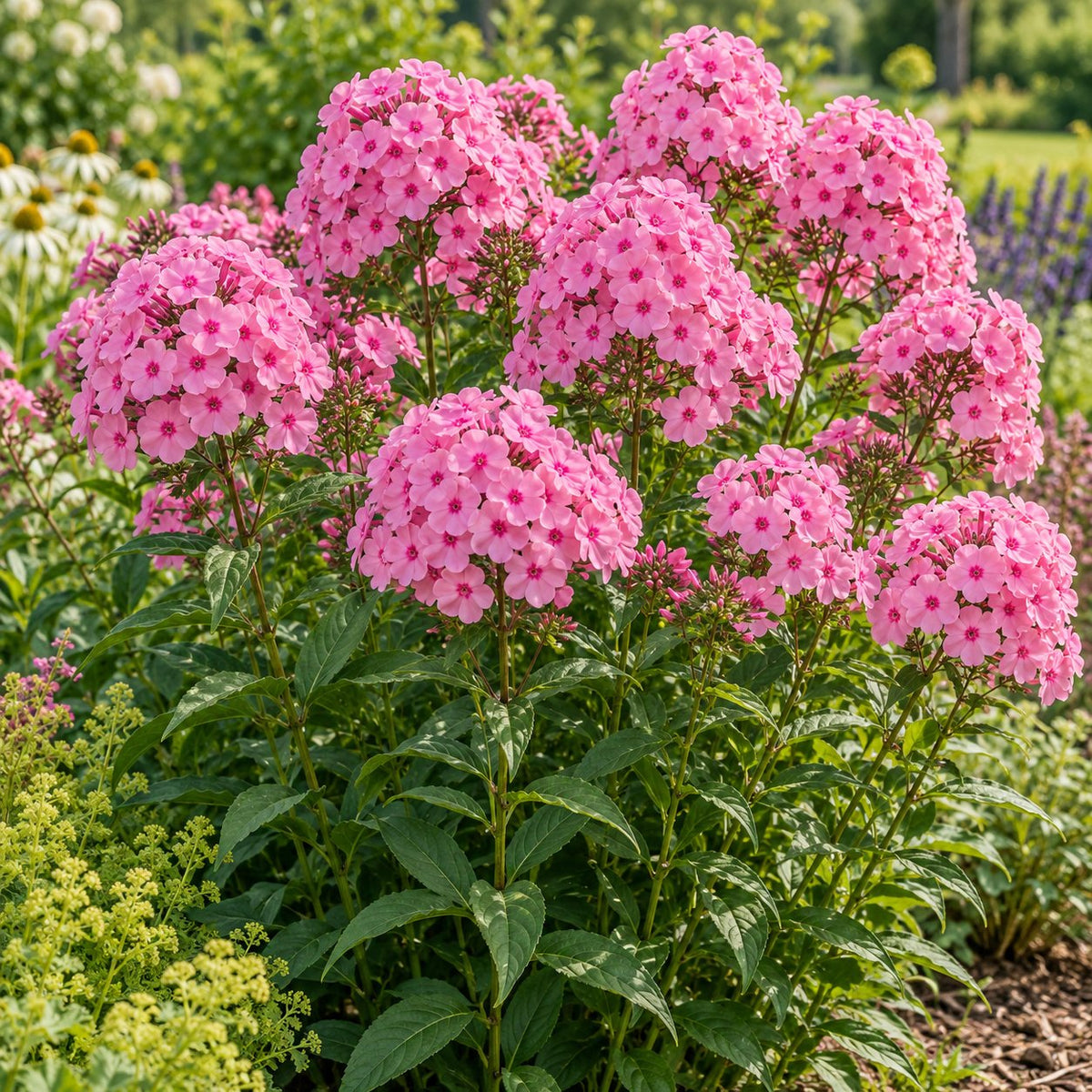 Luminary® Prismatic Pink Garden Phlox