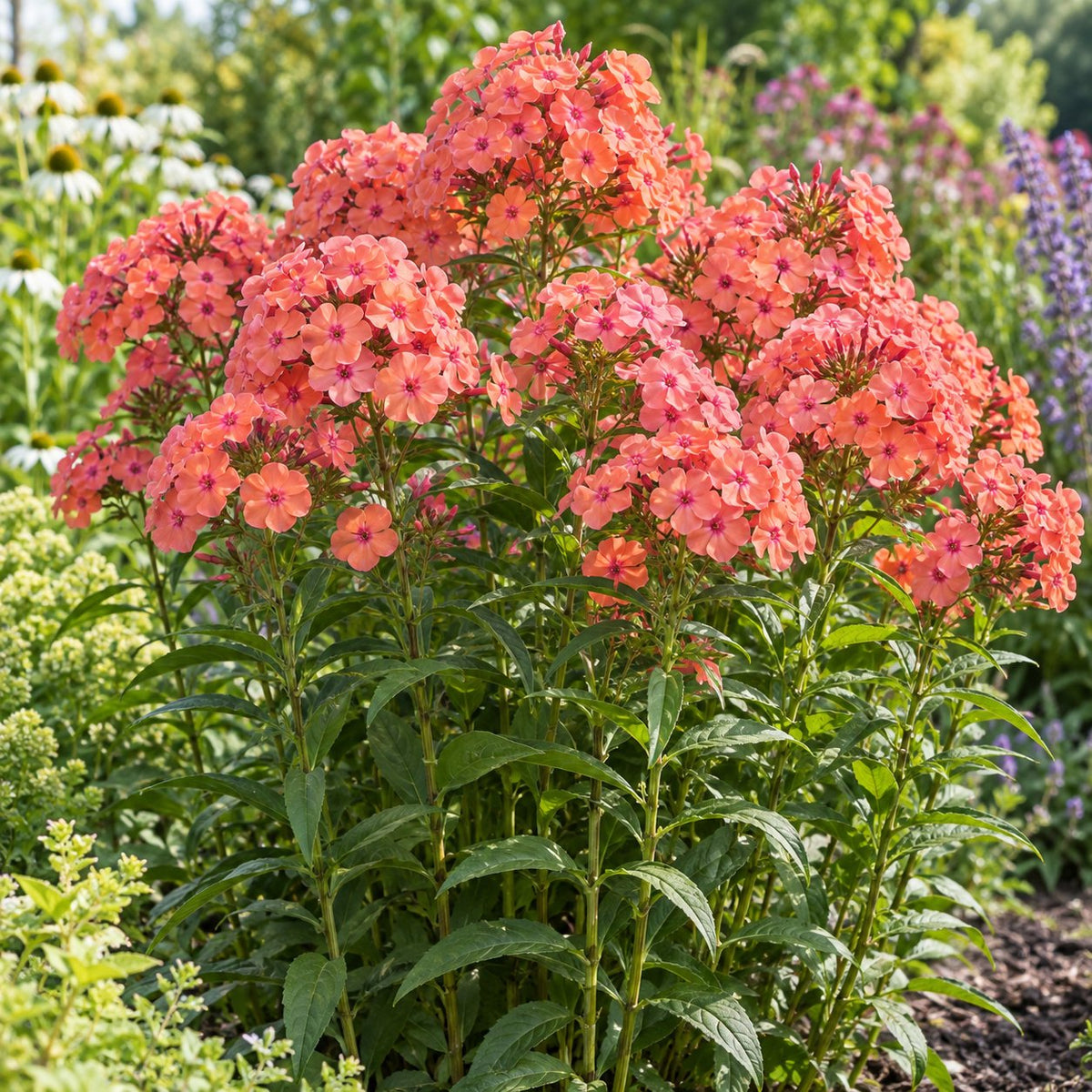 Luminary® Sunset Coral Garden Phlox