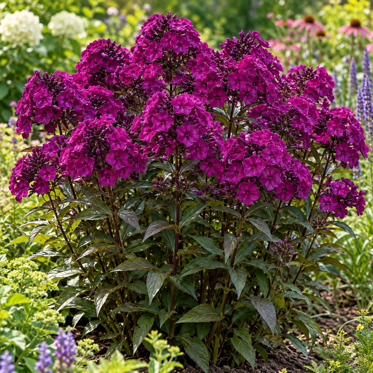 Luminary® Ultraviolet Garden Phlox