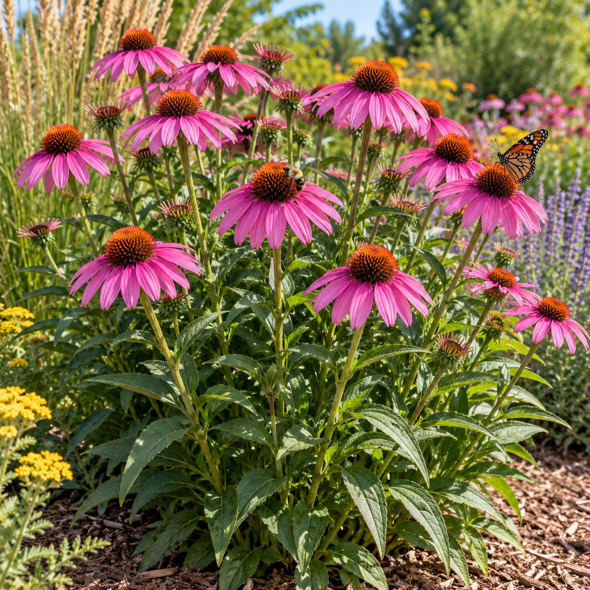 Magnus Purple Coneflower
