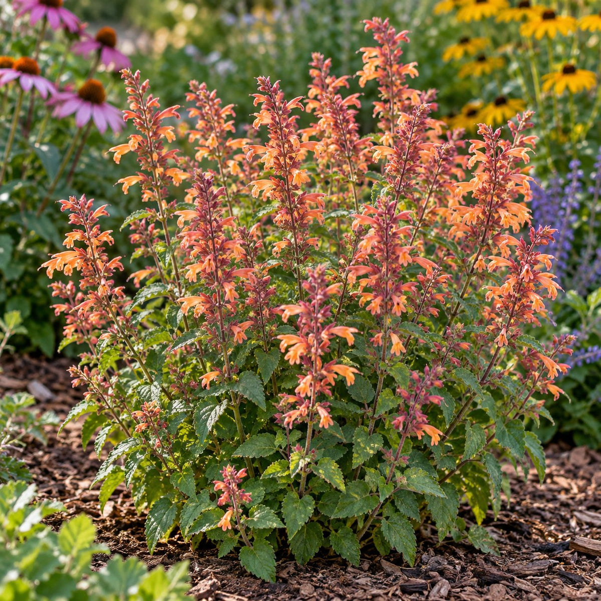 Mango Tango Hummingbird Mint