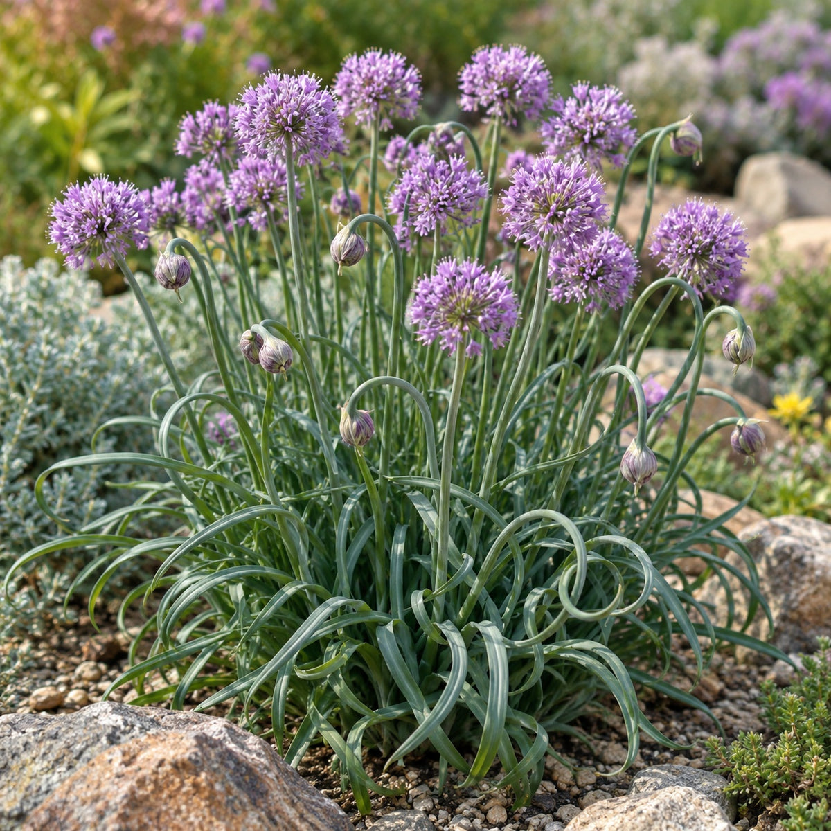 Medusa Ornamental Onion growing in a garden