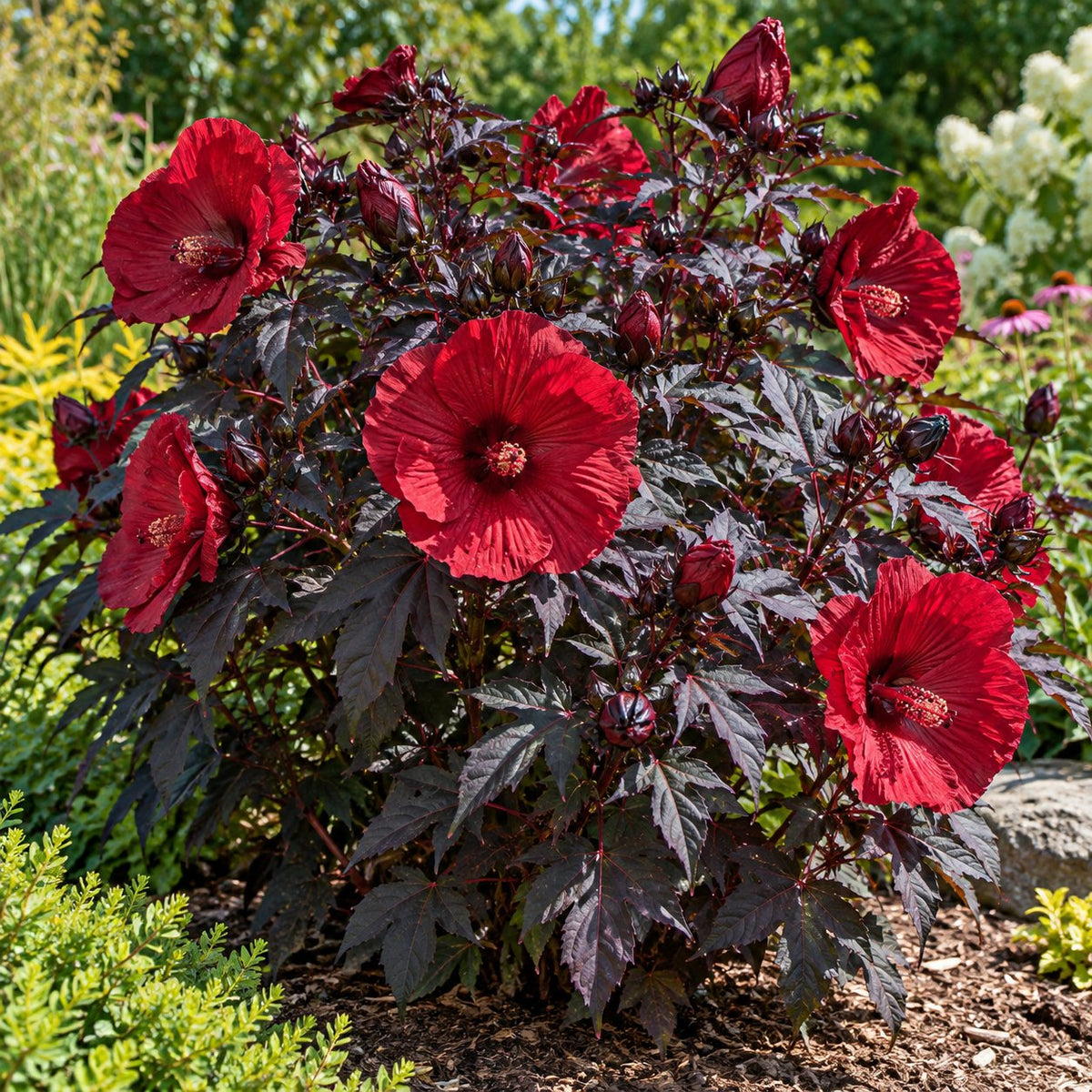 Midnight Marvel Hardy Hibiscus