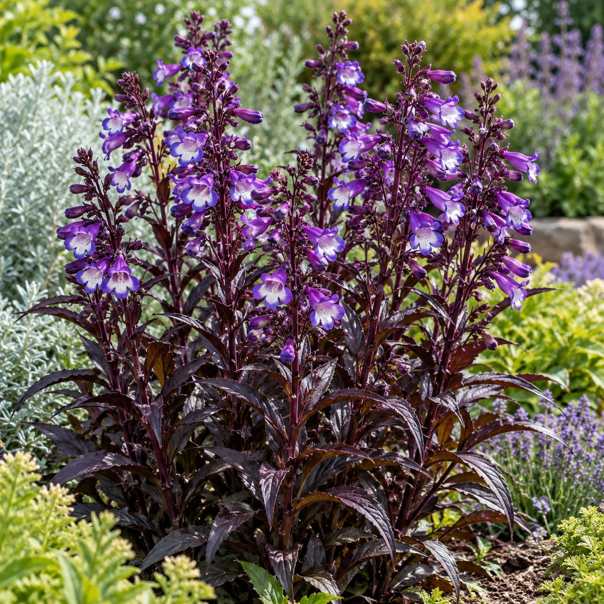 Midnight Masquerade Penstemon