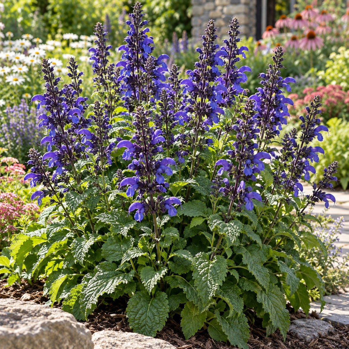 Midnight Model Salvia
