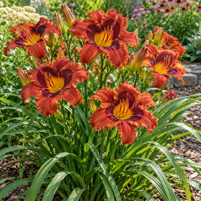 Mighty Chestnut Daylily growing in a garden
