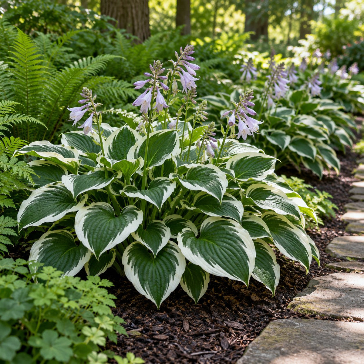 Minuteman Hosta