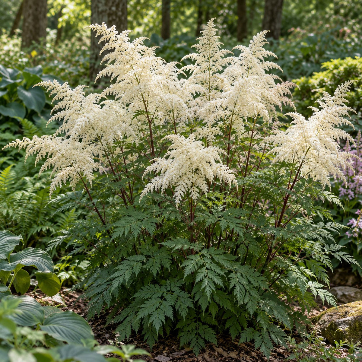 Misty Lace Goat's Beard
