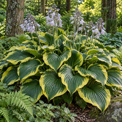 Montana Aureomarginata Hosta