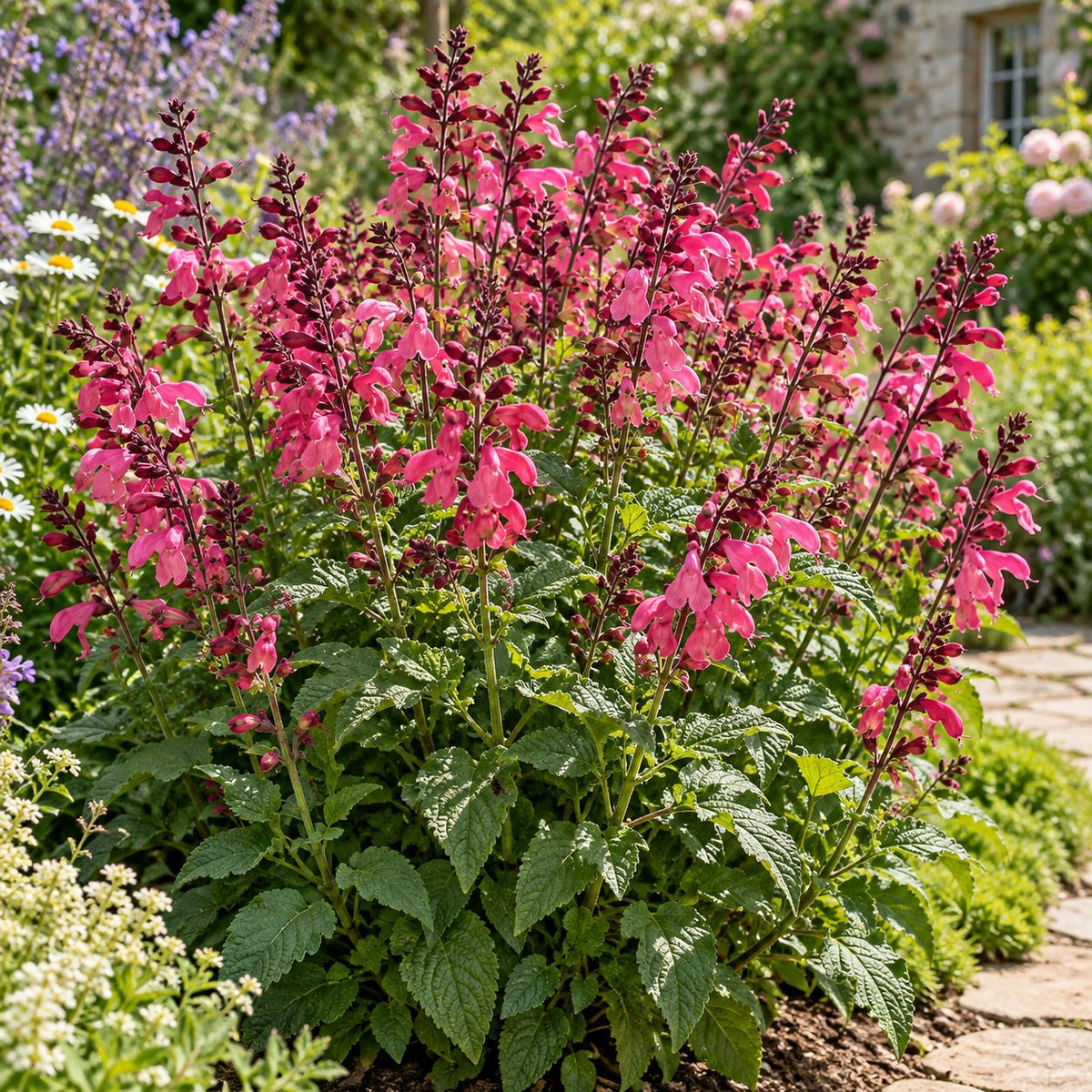Moulin Rouge Salvia